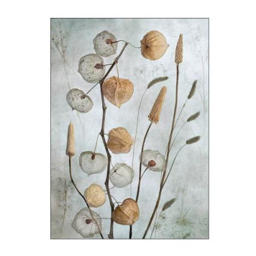 Poster & Frame - Mandy Disher poster 30x40 cm lanterns