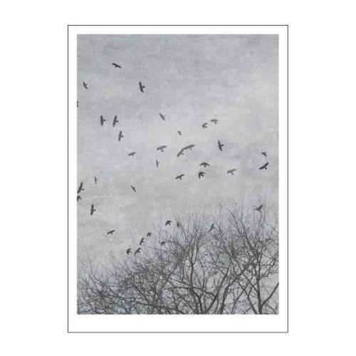 Poster & Frame - Ingrey Studio poster 50x70 cm crows