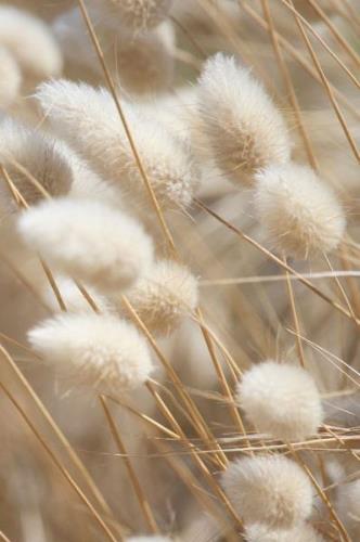 Malerifabrikken - Poster Mellow Grasses 8 - Beige - Posters - Från Hom...