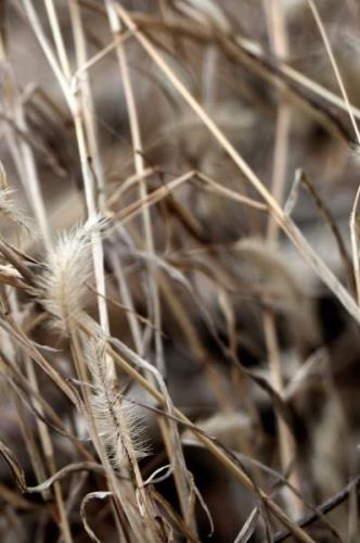 Malerifabrikken - Poster Mellow Grasses 9 - Beige - Posters - Från Hom...